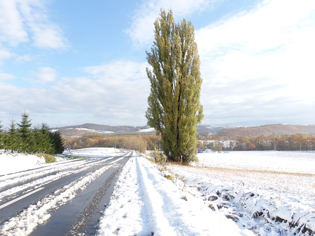 ���l�E�P���ƃ����[�̖�