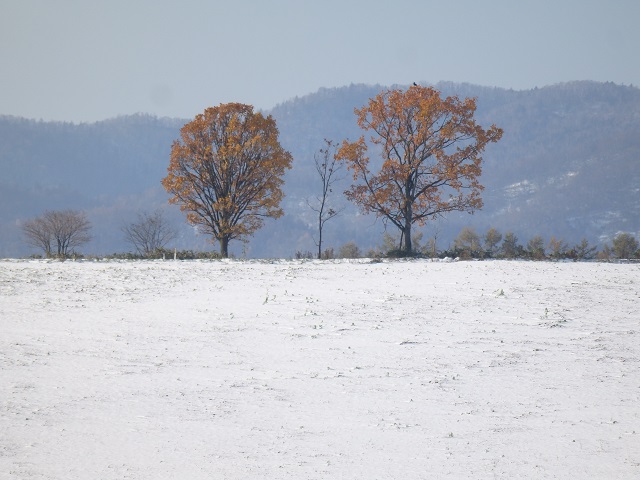 ���l�E�e�q�̖�