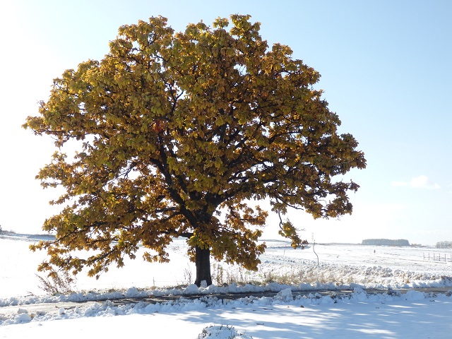 ���l�E�Z�u���X�^�[�̖�